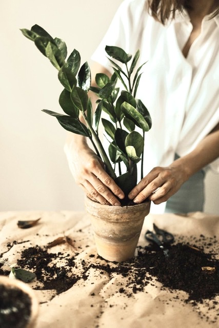 Indoor Gardening Plants Maintenance