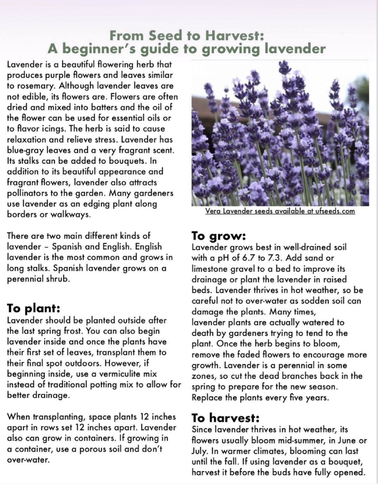 Lavender Planting Guide