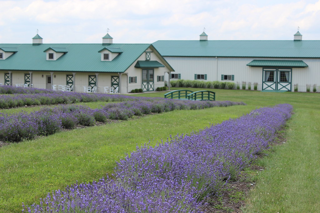 Destiny Hill Lavender Farm