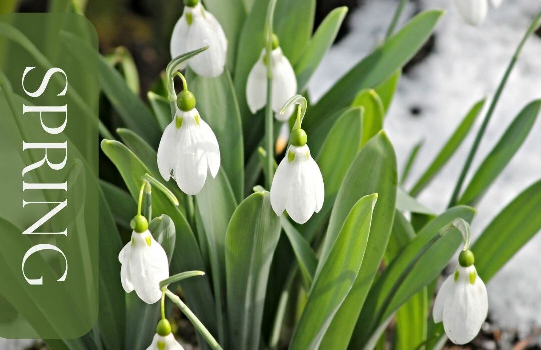 Spring