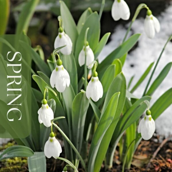 28 Simple Ways to Refresh Your Home For Spring - The City Cottage