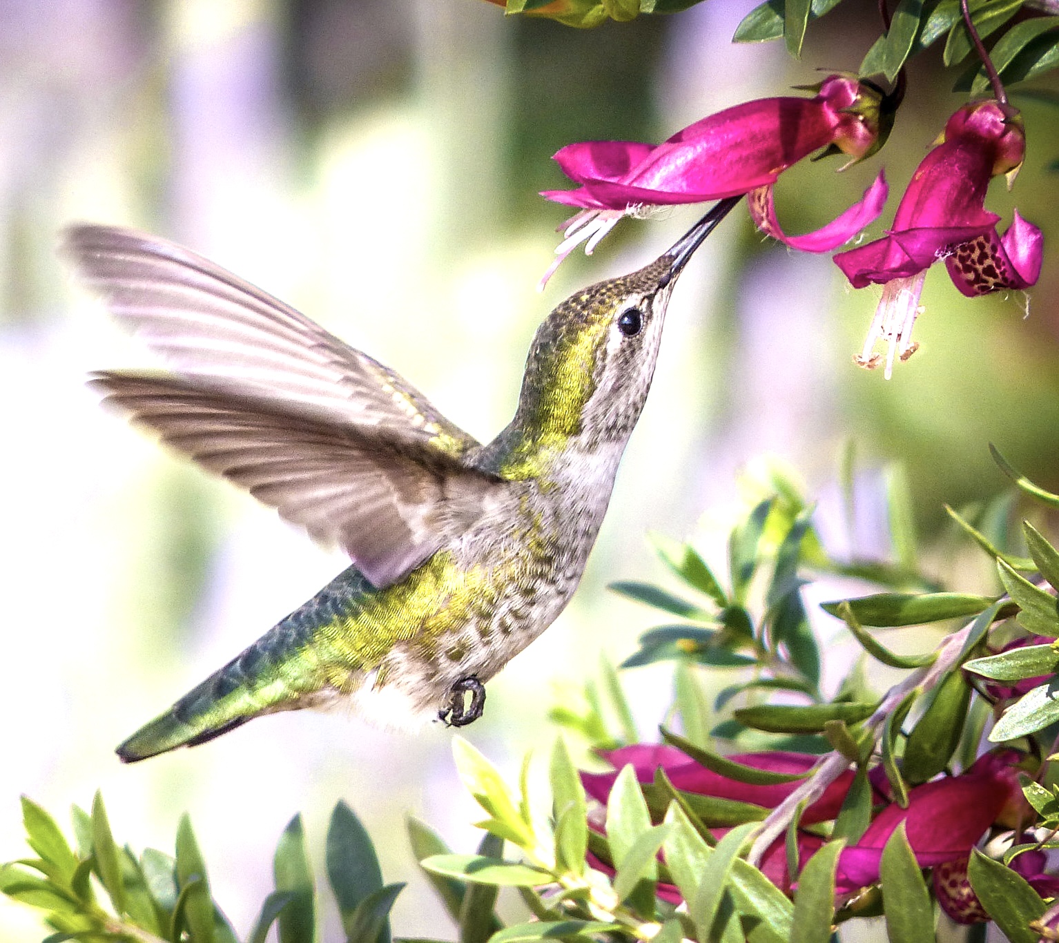 Hummingbirds at The Cottage: Hummingbird Homemade Nectar (Bird Approved)