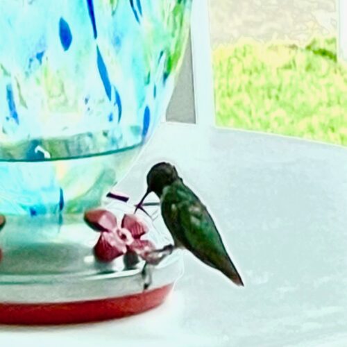 Hummingbirds 320