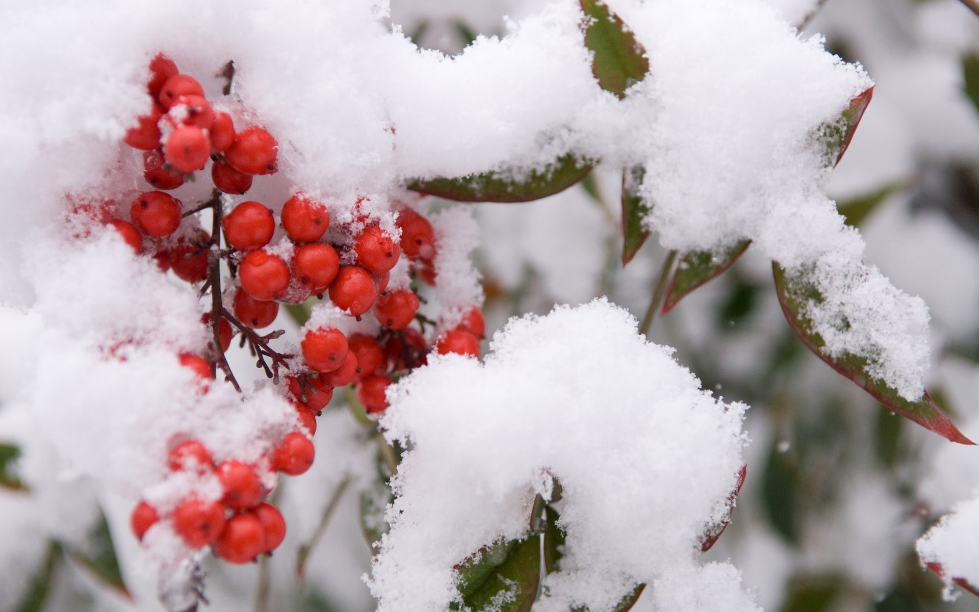 Winter Gardening