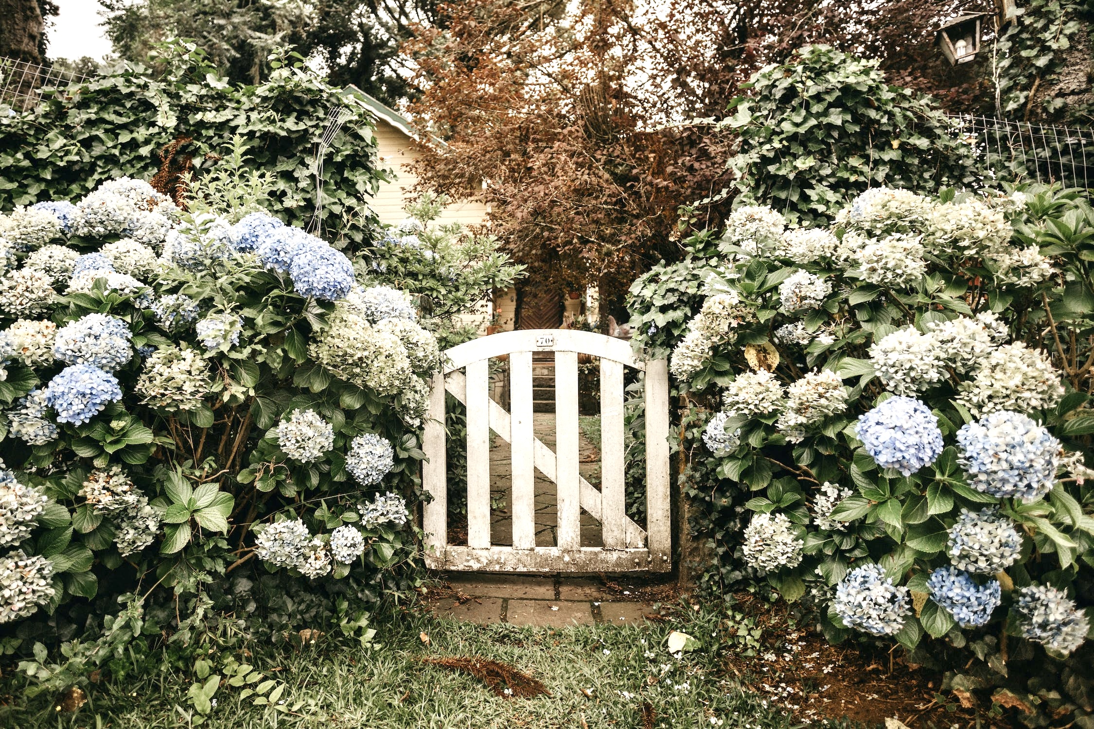 Garden gate flowers