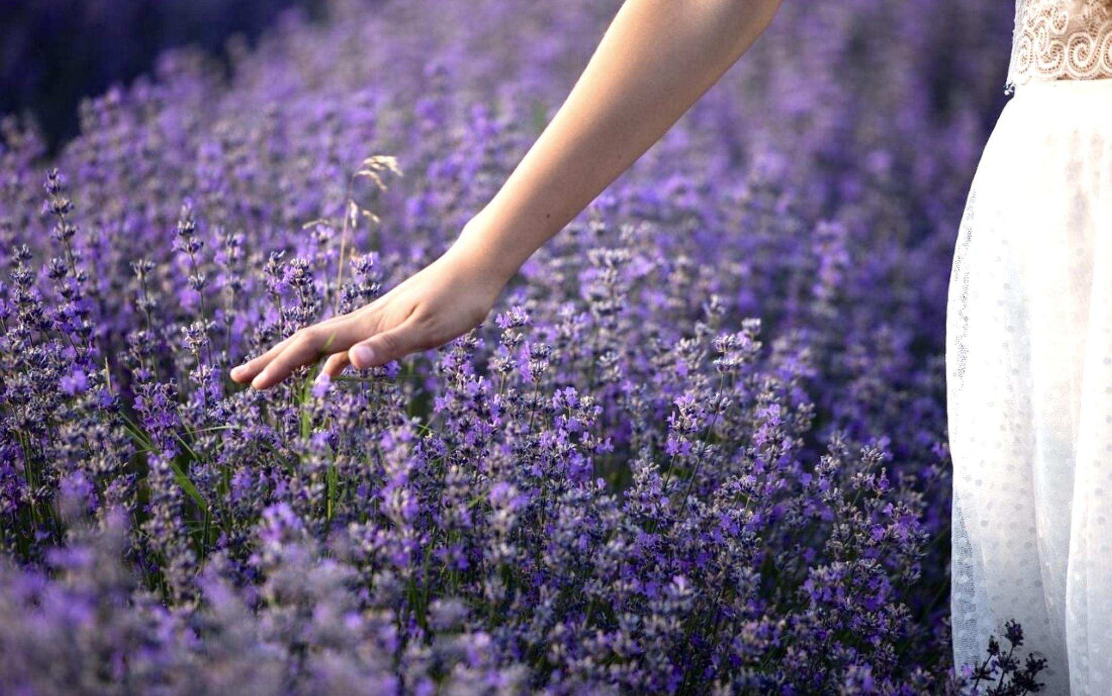 All About Lavender: Spa Planting Cooking Secrets