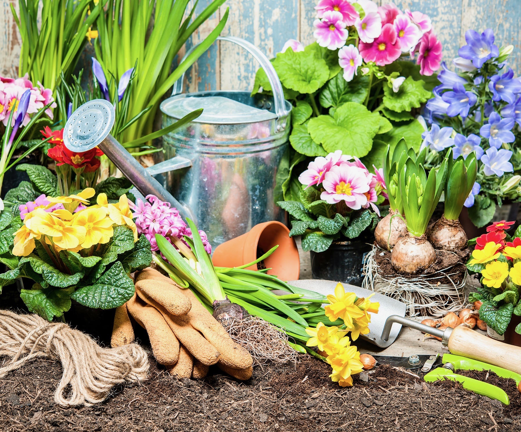 Optimize Your Garden: Key Nutrients for Healthy Plants