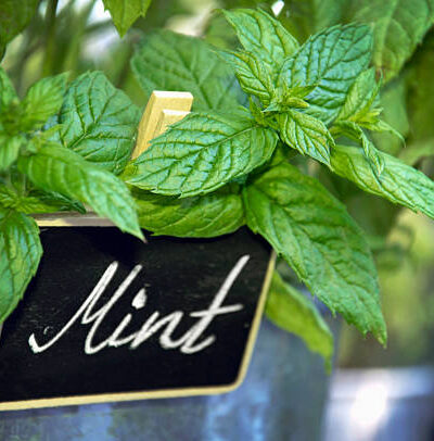 Mint Plant