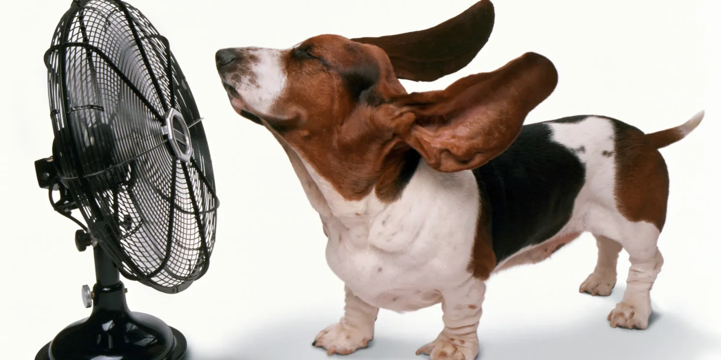 Dog in front of fan