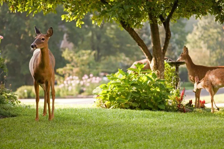 Deer enjoy a homeowners yard