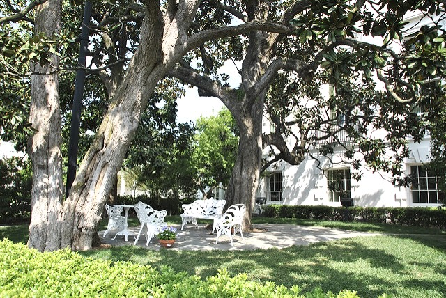 Tree and House