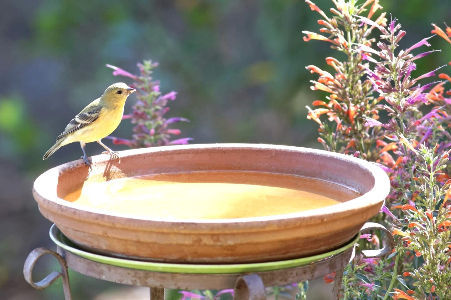 Bird bath