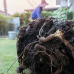 Exposed tree roots packed in dark soil; one root is broken. A blurred person, a fence, and a pergola are in the background.