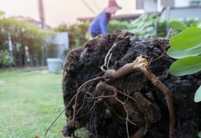 Exposed tree roots packed in dark soil; one root is broken. A blurred person, a fence, and a pergola are in the background.