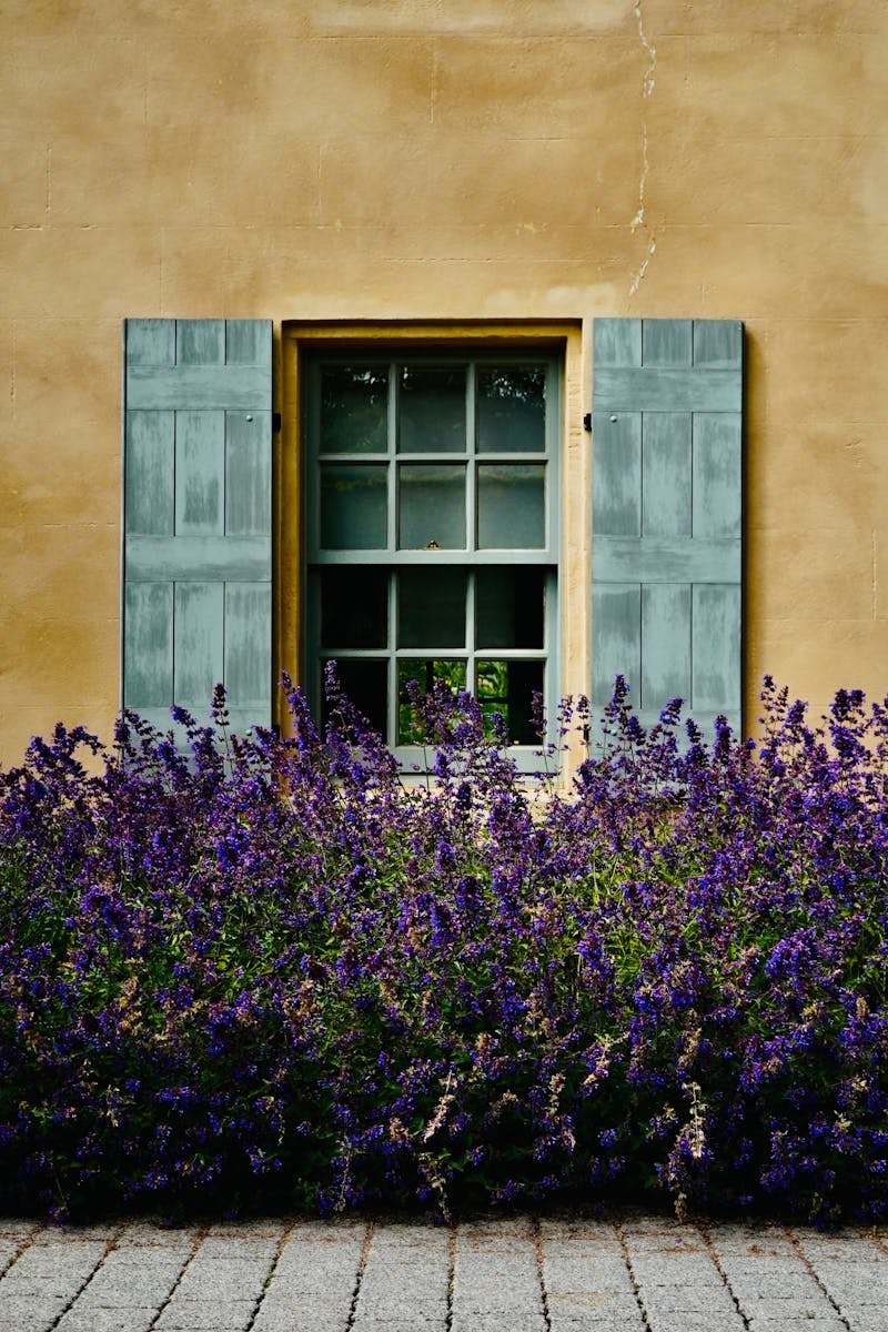An enchanting window with vibrant lavender flowers in Edinburgh, Scotland's historic architecture.